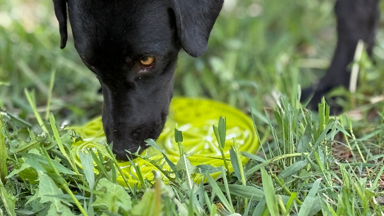 Citrus Design eMat - Enrichment Lick Mat with Suction Cups | USA Made EMAT SodaPup/True Dogs, LLC