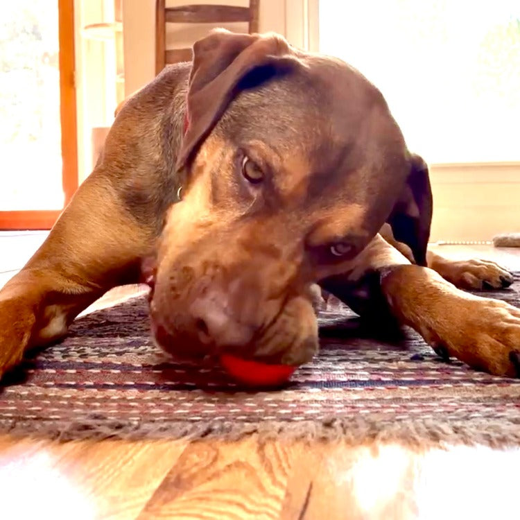 Squeak Ball - Durable Squeaky Dog Toy, Floats, Chew Toy | USA Made Rubber Dog Toys SodaPup/True Dogs, LLC