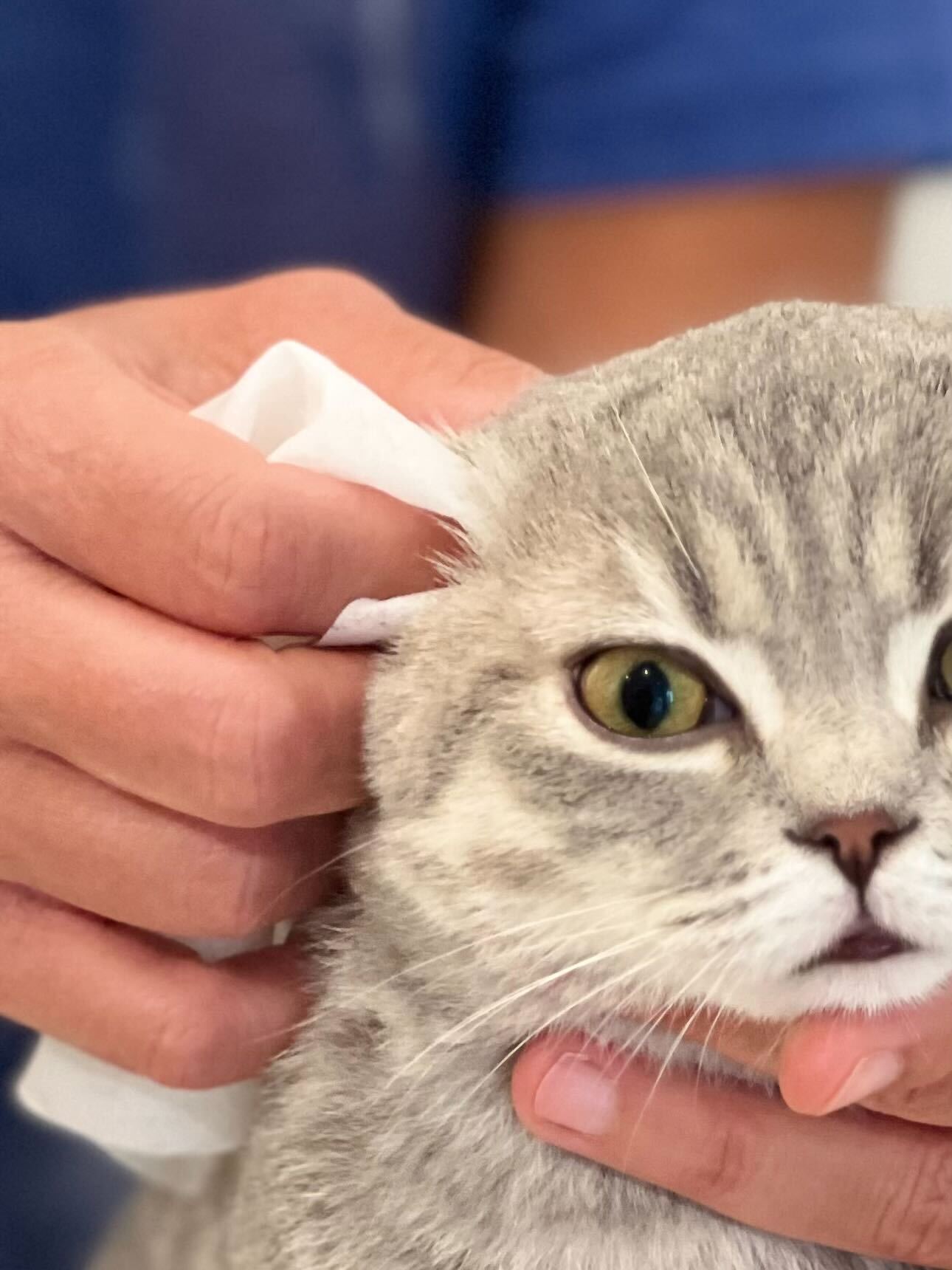 Pineapple Cat Wipes Grooming The Charleston Cat Groomer