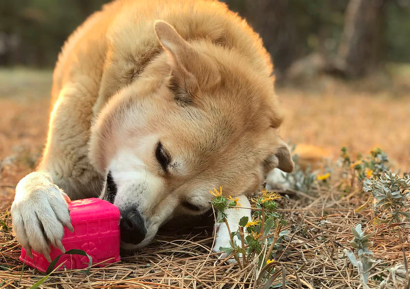Surf's Up! Retro Van Durable Chew Toy & Treat Dispenser Rubber Dog Toys SodaPup/True Dogs, LLC