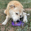 Water Frog eTray - Shallow Slow Feeder Dog Bowl for Enrichment | USA Made ETRAY SodaPup/True Dogs, LLC