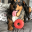 Life Ring eDispener Durable Rubber Chew Toy & Treat Dispenser