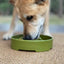 Pine Tree Christmas eBowl Deep Slow Feeder Dog Bowl for Enrichment | USA Made EBOWL SodaPup/True Dogs, LLC