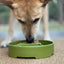 Pine Tree Christmas eBowl Deep Slow Feeder Dog Bowl for Enrichment | USA Made EBOWL SodaPup/True Dogs, LLC