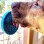 Turtle eMat-Mini Lick Mat with Suction Cups - Small Dogs & Cats | USA EMAT SodaPup/True Dogs, LLC