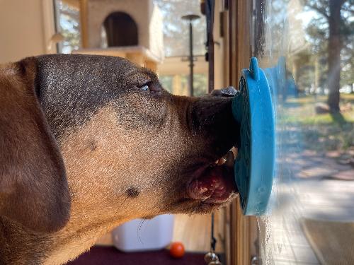 Turtle eMat-Mini Lick Mat with Suction Cups - Small Dogs & Cats | USA EMAT SodaPup/True Dogs, LLC