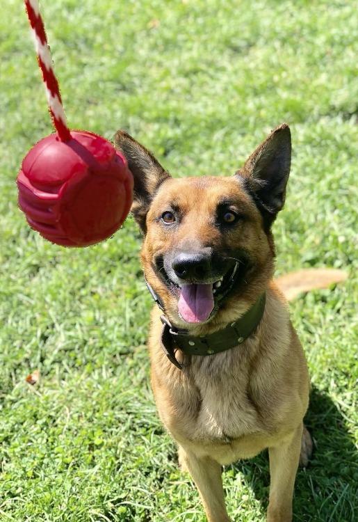 USA-K9 Stars and Stripes Ultra-Durable Rubber Chew Ball Rubber Dog Toys SodaPup/True Dogs, LLC