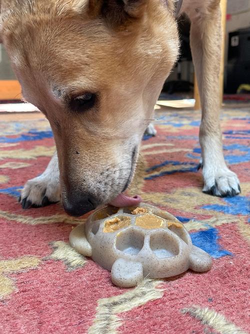 Turtle Nylon Chew Toy - Ultra-Durable Enrichment Toy for Power Chewers USA Nylon Dog Toys SodaPup/True Dogs, LLC