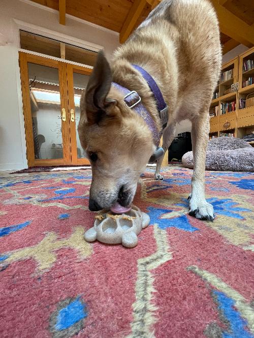 Turtle Nylon Chew Toy - Ultra-Durable Enrichment Toy for Power Chewers USA Nylon Dog Toys SodaPup/True Dogs, LLC