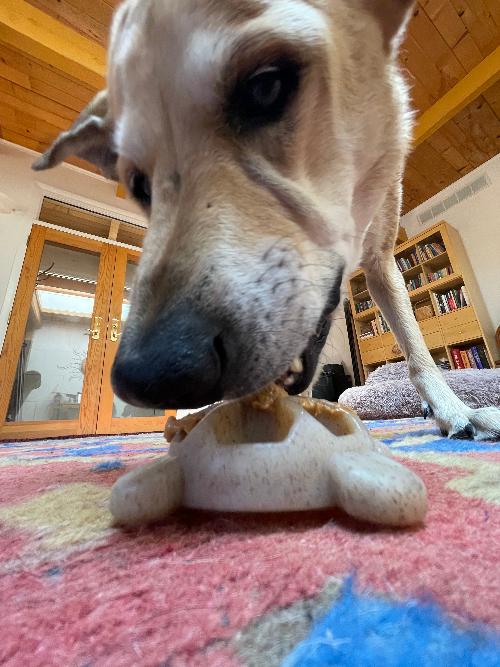 Turtle Nylon Chew Toy - Ultra-Durable Enrichment Toy for Power Chewers USA Nylon Dog Toys SodaPup/True Dogs, LLC