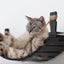 Double Cat Hammock and Climbing Bridge Combo Cat Bridge Catastrophic Creations
