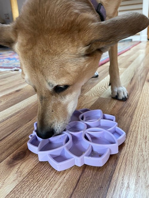 Mandala Softie eTray Shallow Slow Feeder with Suction Cups | USA Made ETRAY SodaPup/True Dogs, LLC