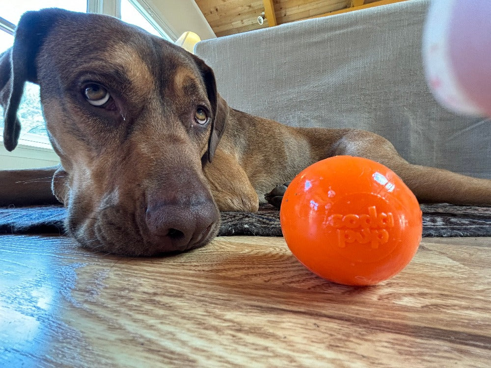 Squeak Ball - Durable Squeaky Dog Toy, Floats, Chew Toy | USA Made Rubber Dog Toys SodaPup/True Dogs, LLC