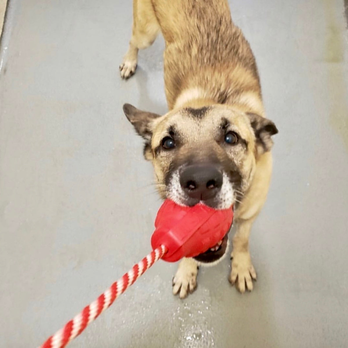 USA-K9 Grenade Durable Rubber Chew Toy, Treat Dispenser, Reward Toy, Tug Toy, and Retrieving Toy Rubber Dog Toys SodaPup/True Dogs, LLC