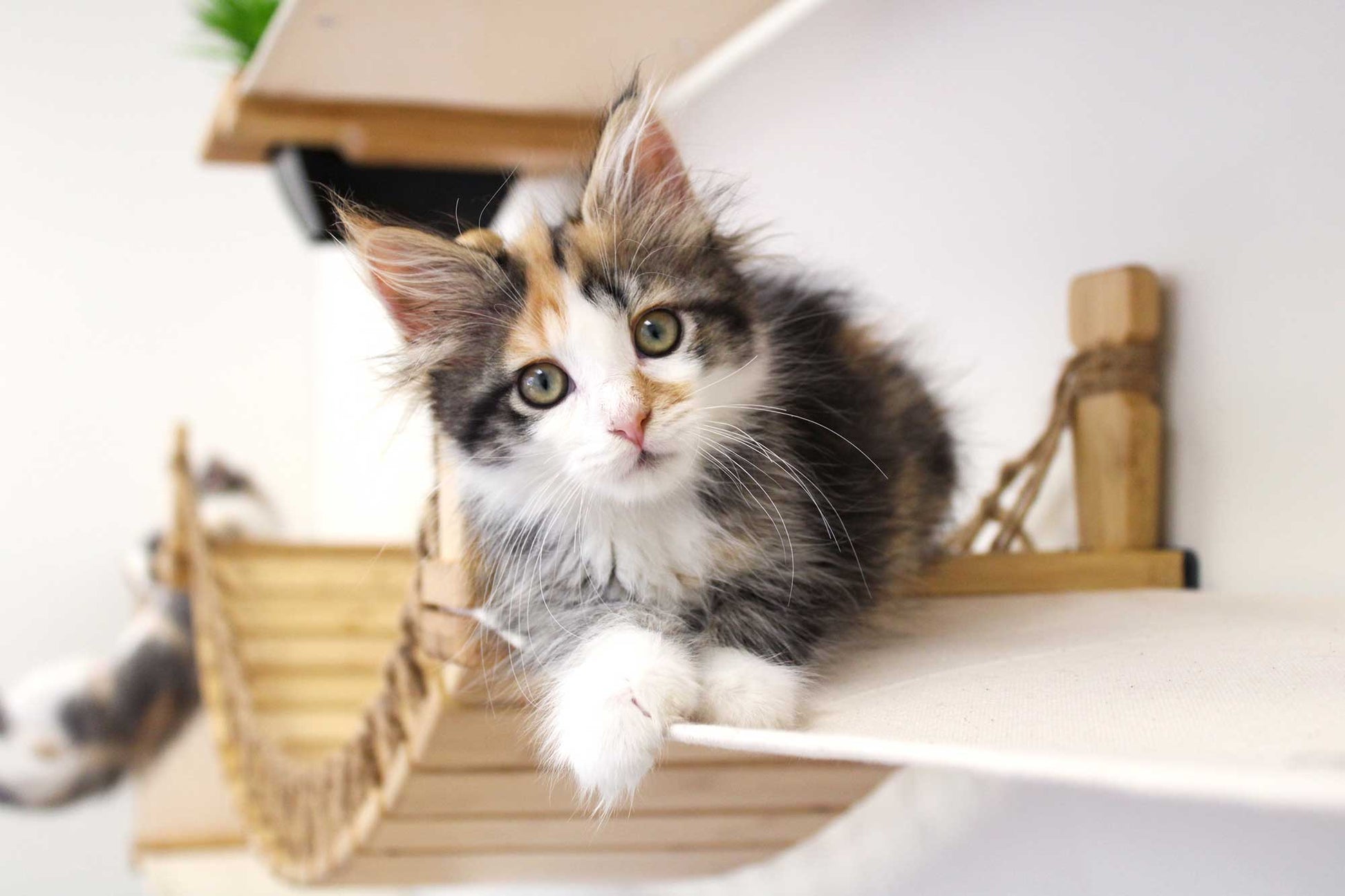 The Juggernaut - Indoor Cat Playground for Wall Cat Condo Catastrophic Creations