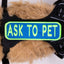 Ask to Pet 2x6 Patch Blue & Neon Green Patch K9 Sport Sack