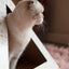 'Terrazzo' Cardboard Cat Pyramid KittyKardboard