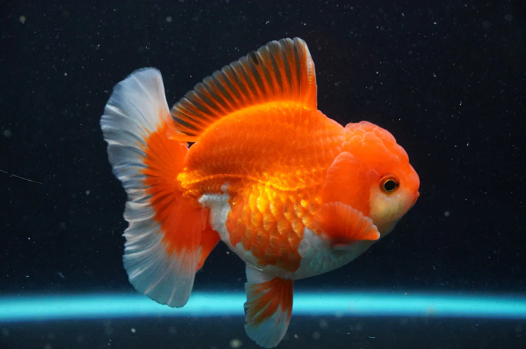 Thai Oranda goldfish 4" GOLDFISH Danaqua Live Fish & More