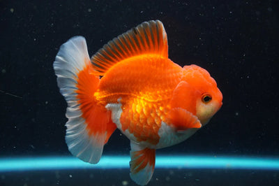 Thai Oranda goldfish 4" GOLDFISH Danaqua Live Fish & More