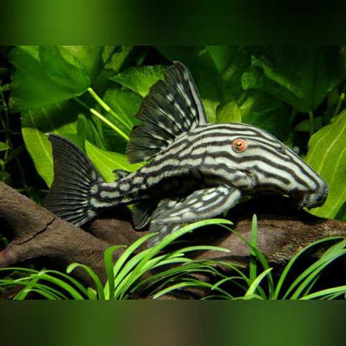Royal Pleco PLECO Danaqua Live Fish & More