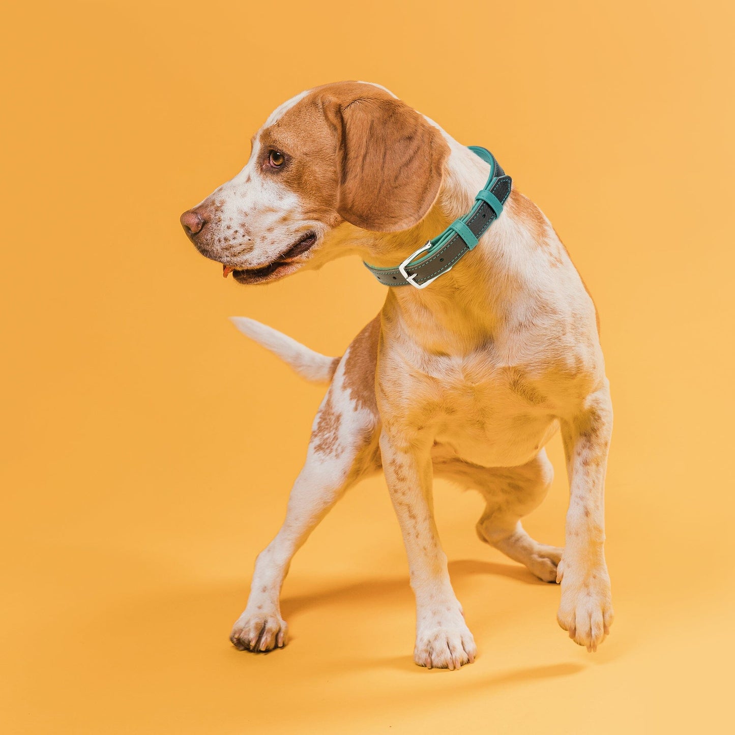 Soft Leather Dual-Color Flat Dog Collar Dog Collar Dogline