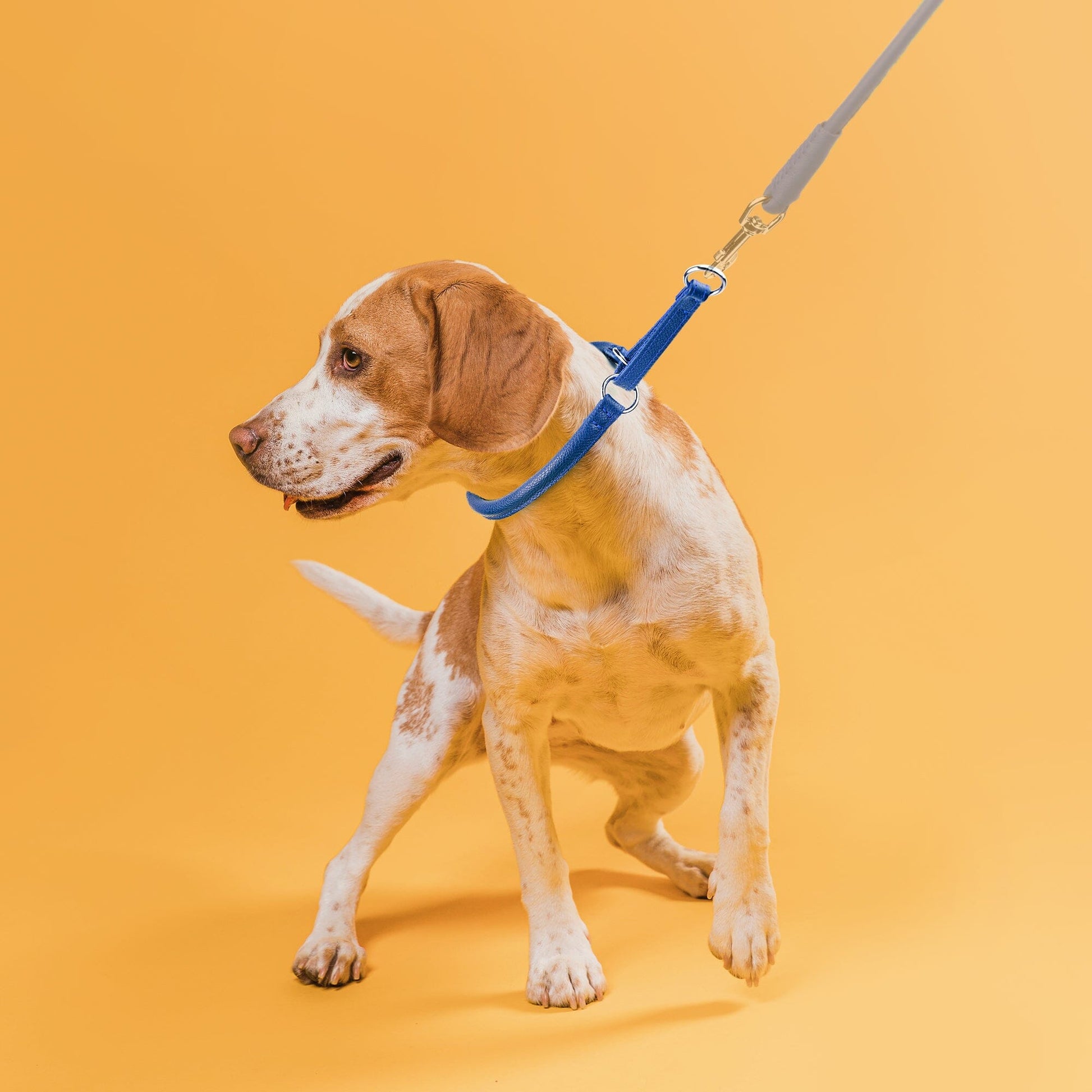 Soft Leather Round Martingale Collar Dog Collars Dogline