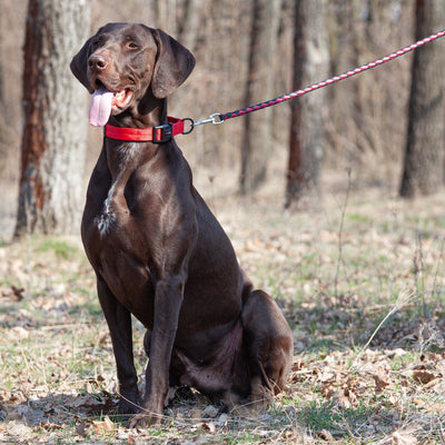 Soft Leather Dual-Color Braided Round Lead Dog Leashes Dogline