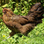Easter Egger Chicks – Buy 10 + 5 Bonus Free (15 All-Female, Shipping Included) Az Chickens