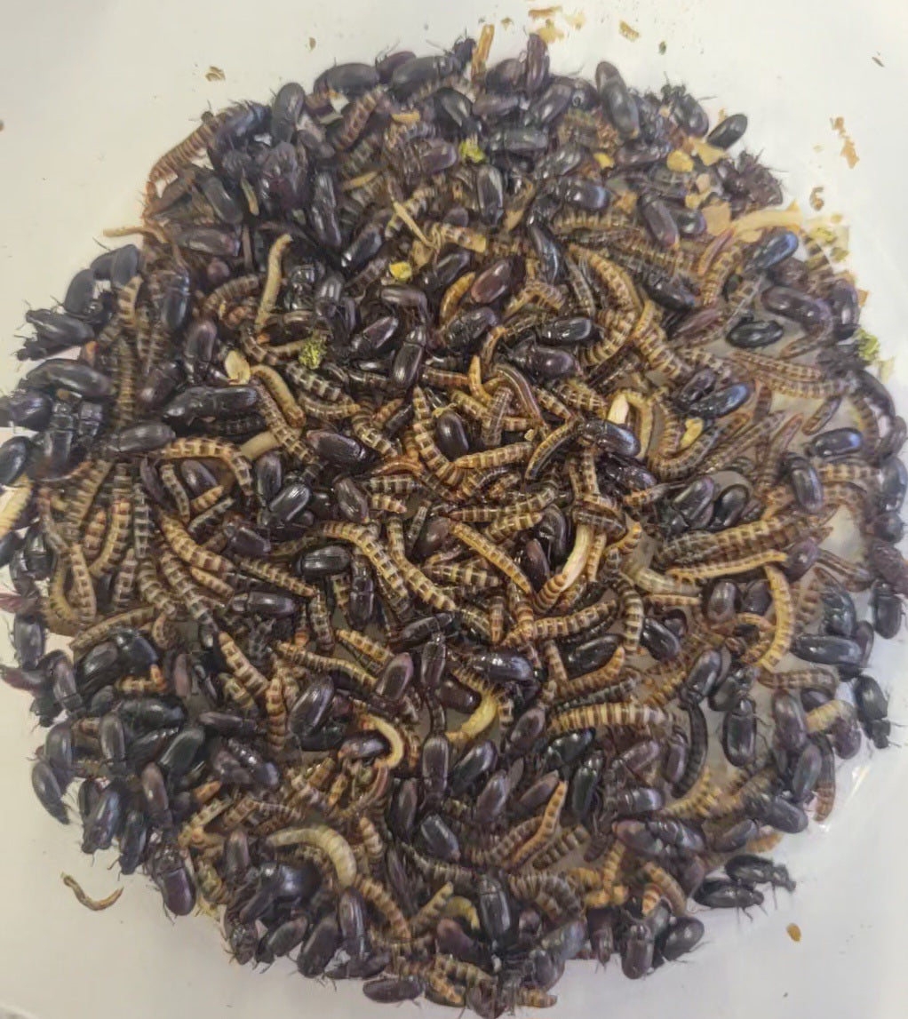 Live Organic Lesser / Buffalo Mealworms Hive Queen Insects