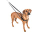 Brown Freedom No-Pull Dog Harness 2 Hounds Design
