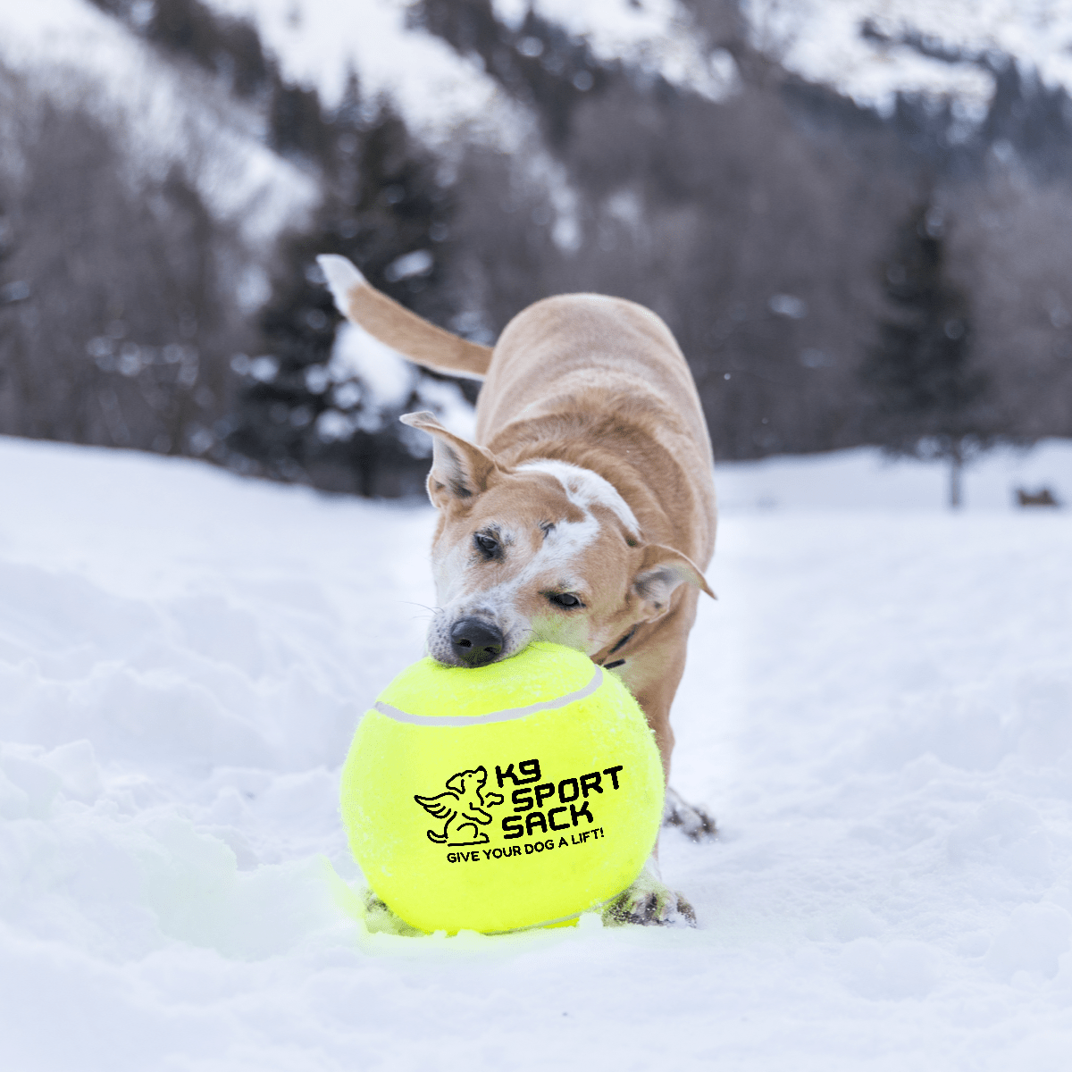 Too Big to Chew Tennis Ball Accessories K9 Sport Sack