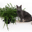 Cat Hammock Wall with Planter Cat Hammock Catastrophic Creations
