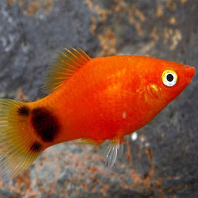 Red Mickey Mouse PLATY Danaqua Live Fish & More