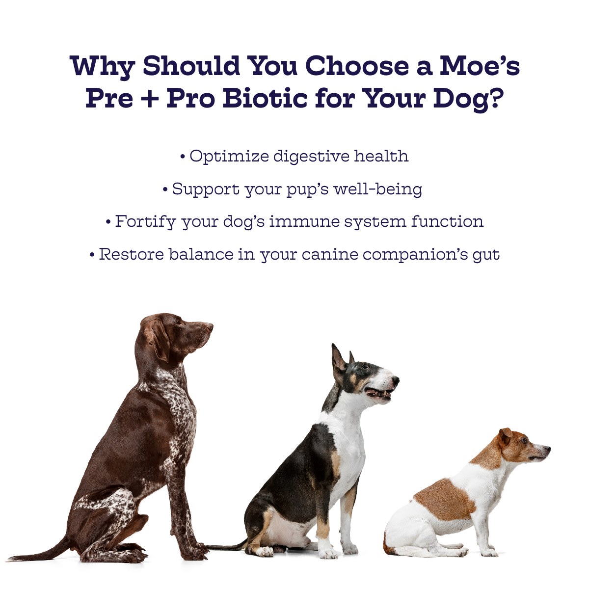 Pre + Pro Biotic Chews Moe's Healthy Pets