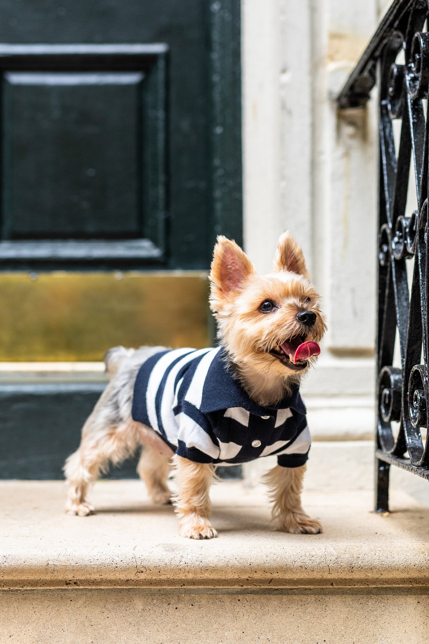 ‘Gene’ Cashmere blend Polo Dog Sweaters BESPOKE PAWS