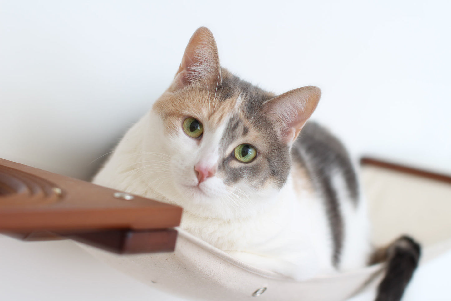 Cat Maze Wall - 3 Tier Cat Tree Cat Condo Catastrophic Creations