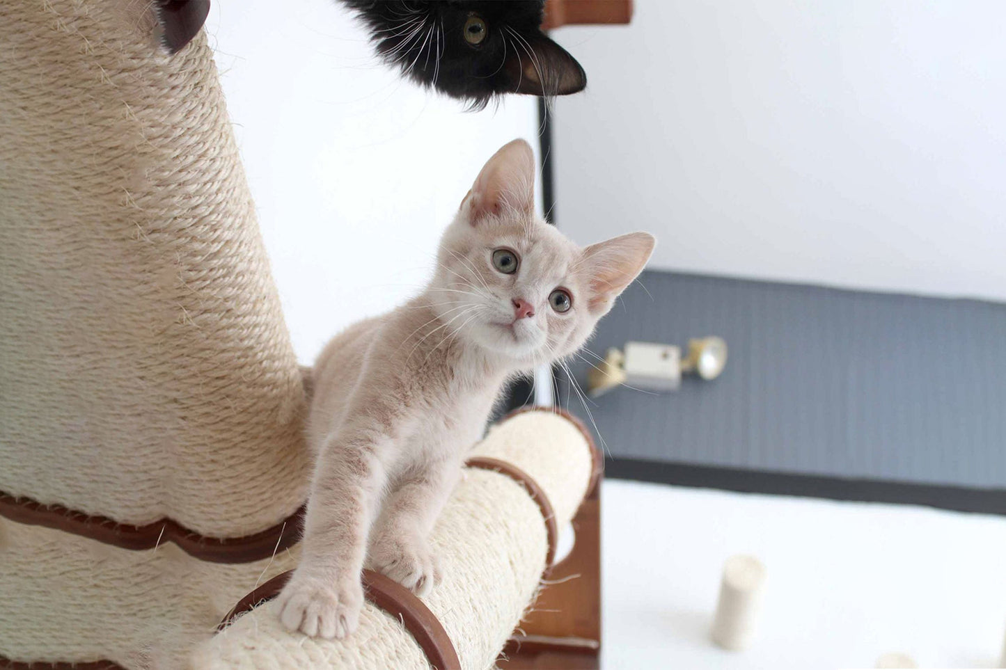 The Crossroads - Cat Wall Scratcher - Tree with Ramp Cat Condo Catastrophic Creations