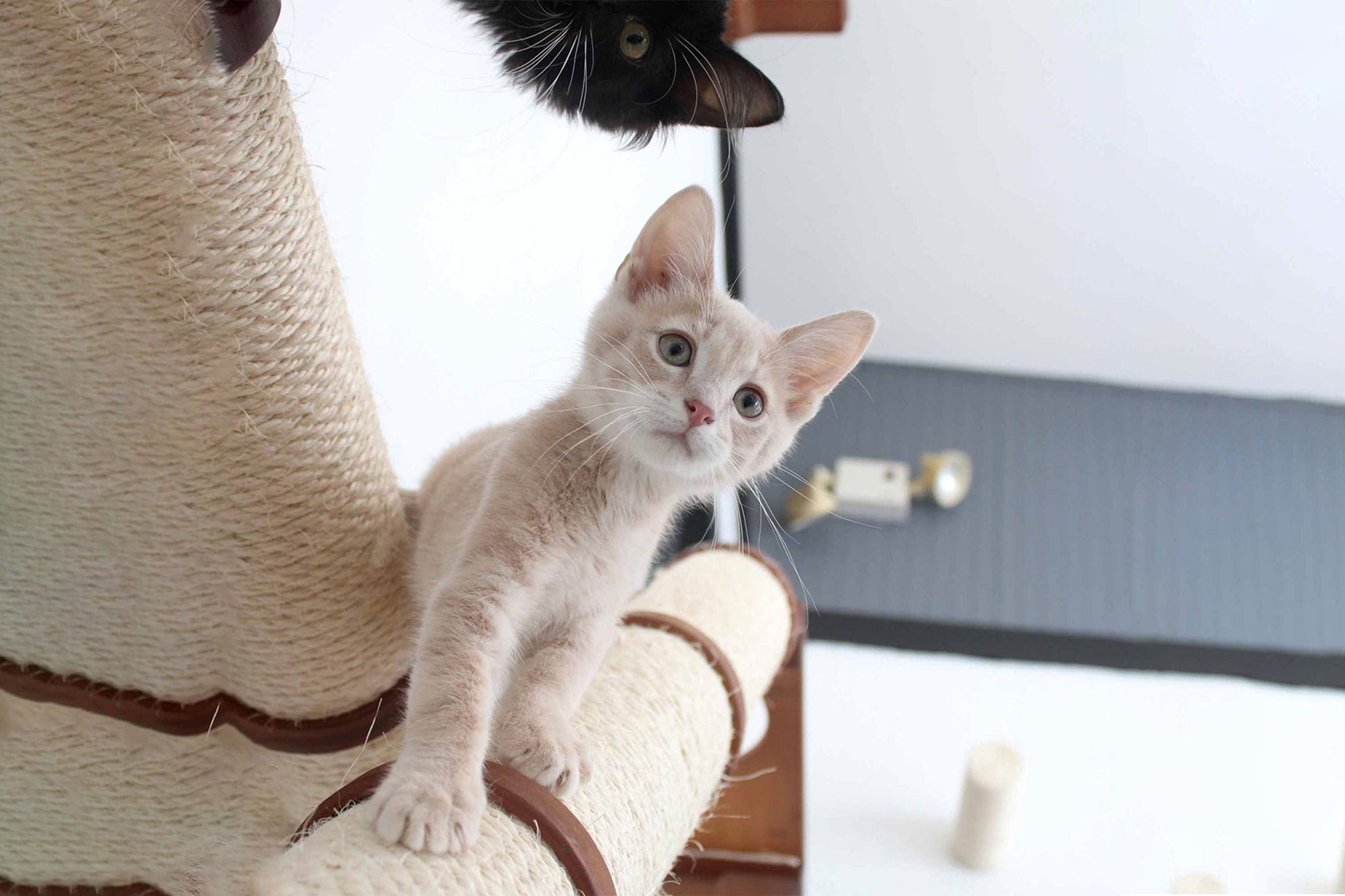 The Crossroads - Cat Wall Scratcher - Tree with Ramp Cat Condo Catastrophic Creations