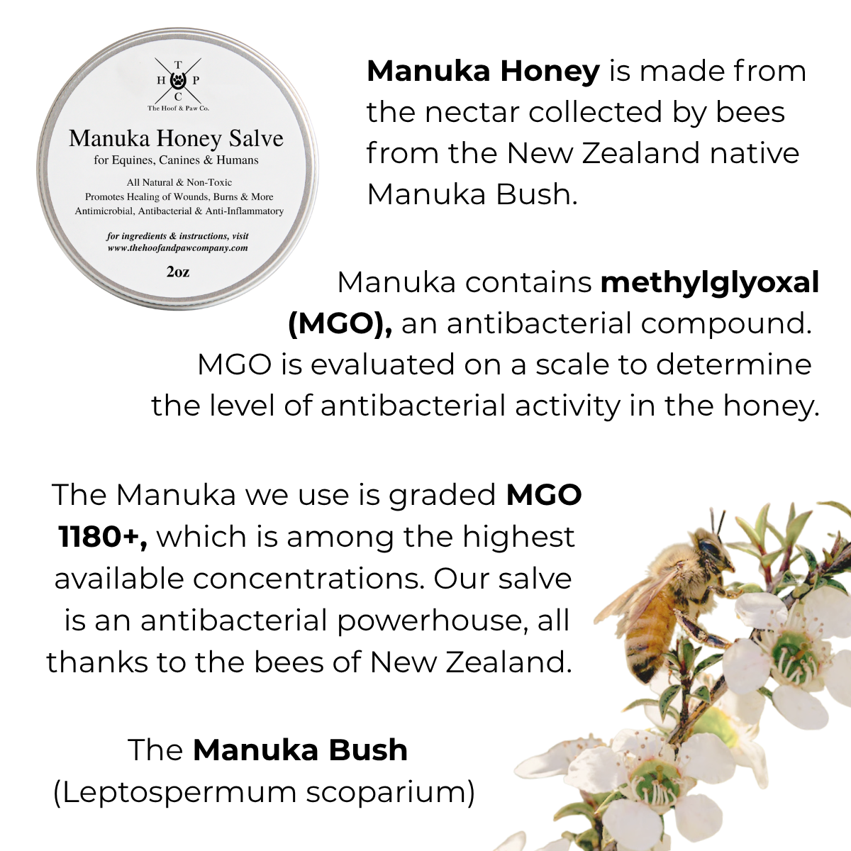 Manuka Honey Salve for Dogs, Horses & Humans The Hoof & Paw Co.
