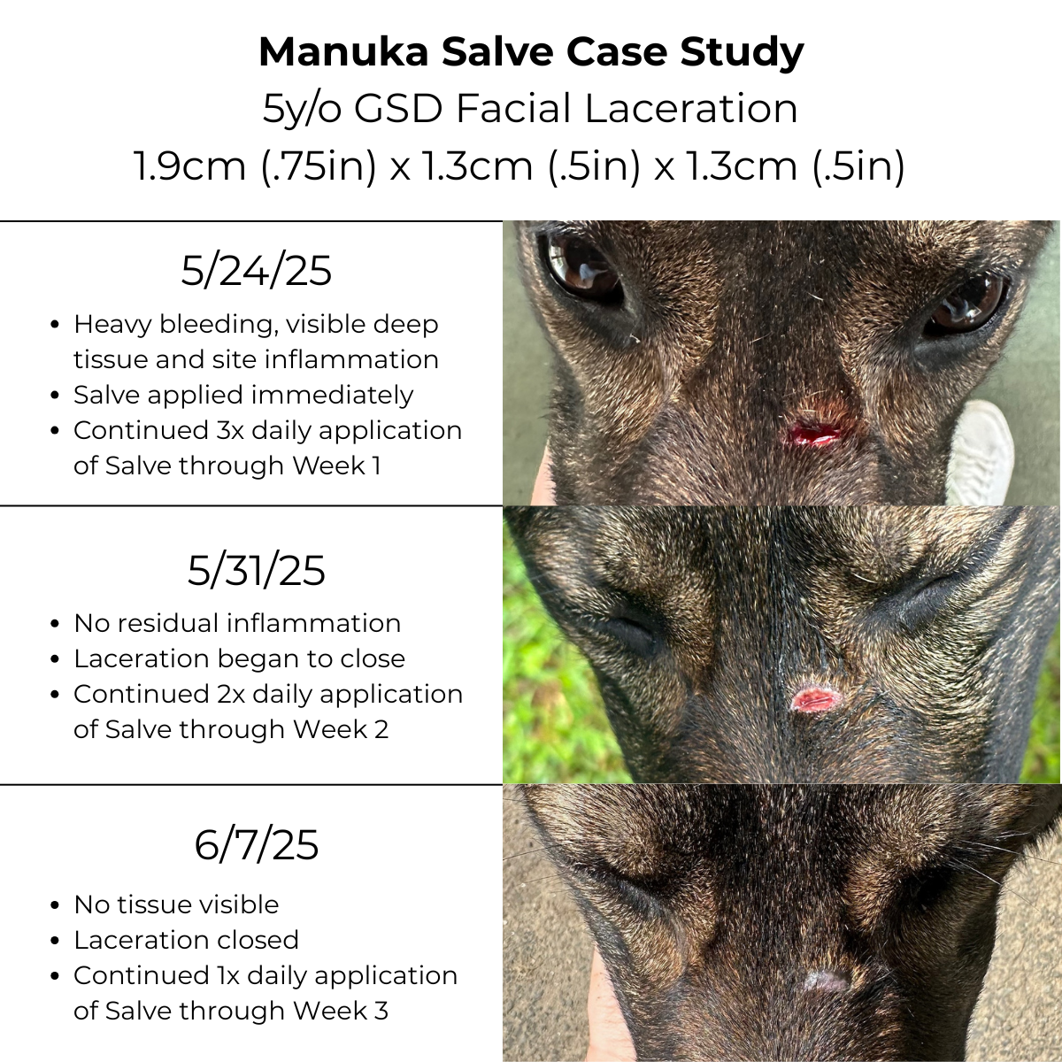 Manuka Honey Salve for Dogs, Horses & Humans The Hoof & Paw Co.