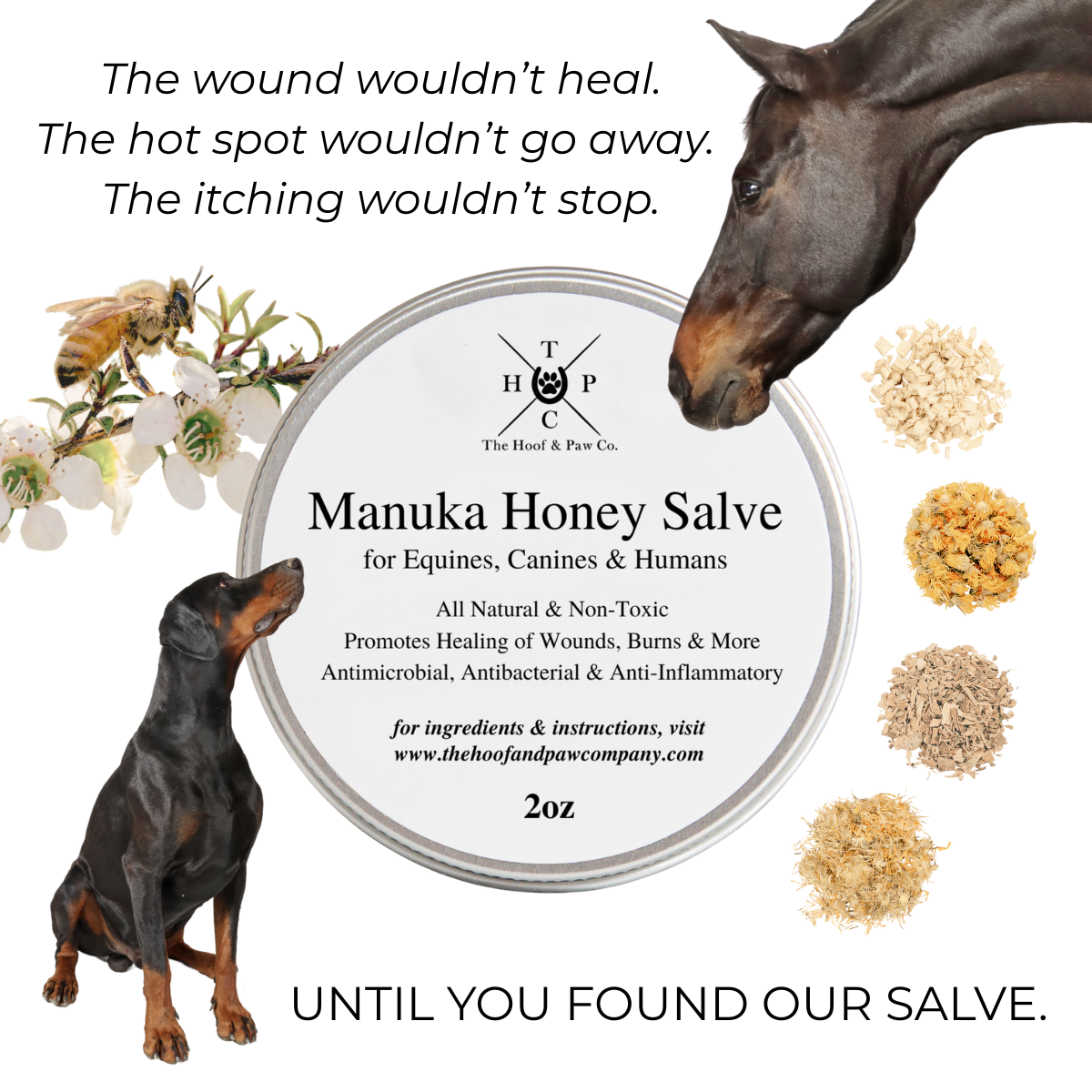 Manuka Honey Salve for Dogs, Horses & Humans The Hoof & Paw Co.