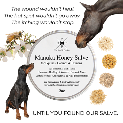 Manuka Honey Salve for Dogs, Horses & Humans The Hoof & Paw Co.