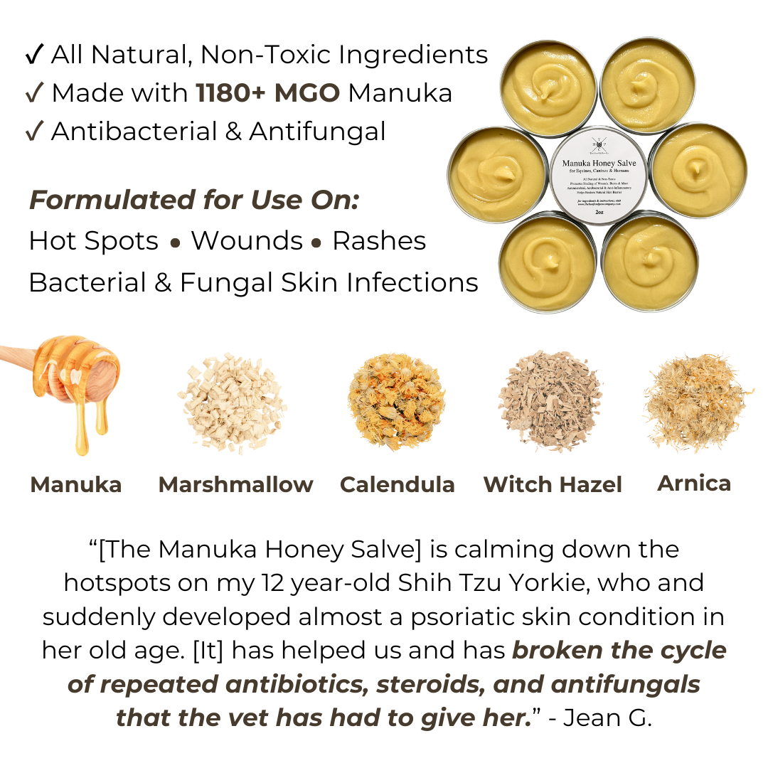 Manuka Honey Salve for Dogs, Horses & Humans The Hoof & Paw Co.