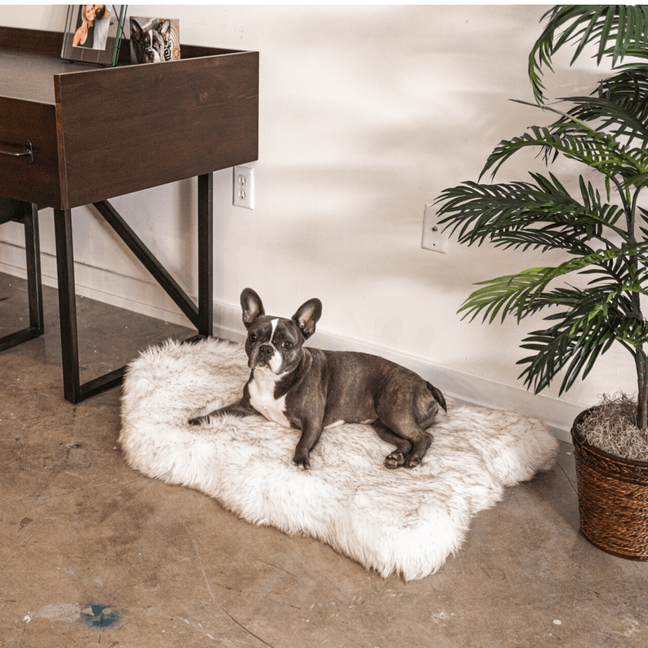 PupRug by Paw.com® Faux Fur Orthopedic Dog Bed - Curve White with Brown Accents Dog Beds Paw.com