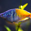 Boesemani rainbowfish RAINBOW Danaqua Live Fish & More