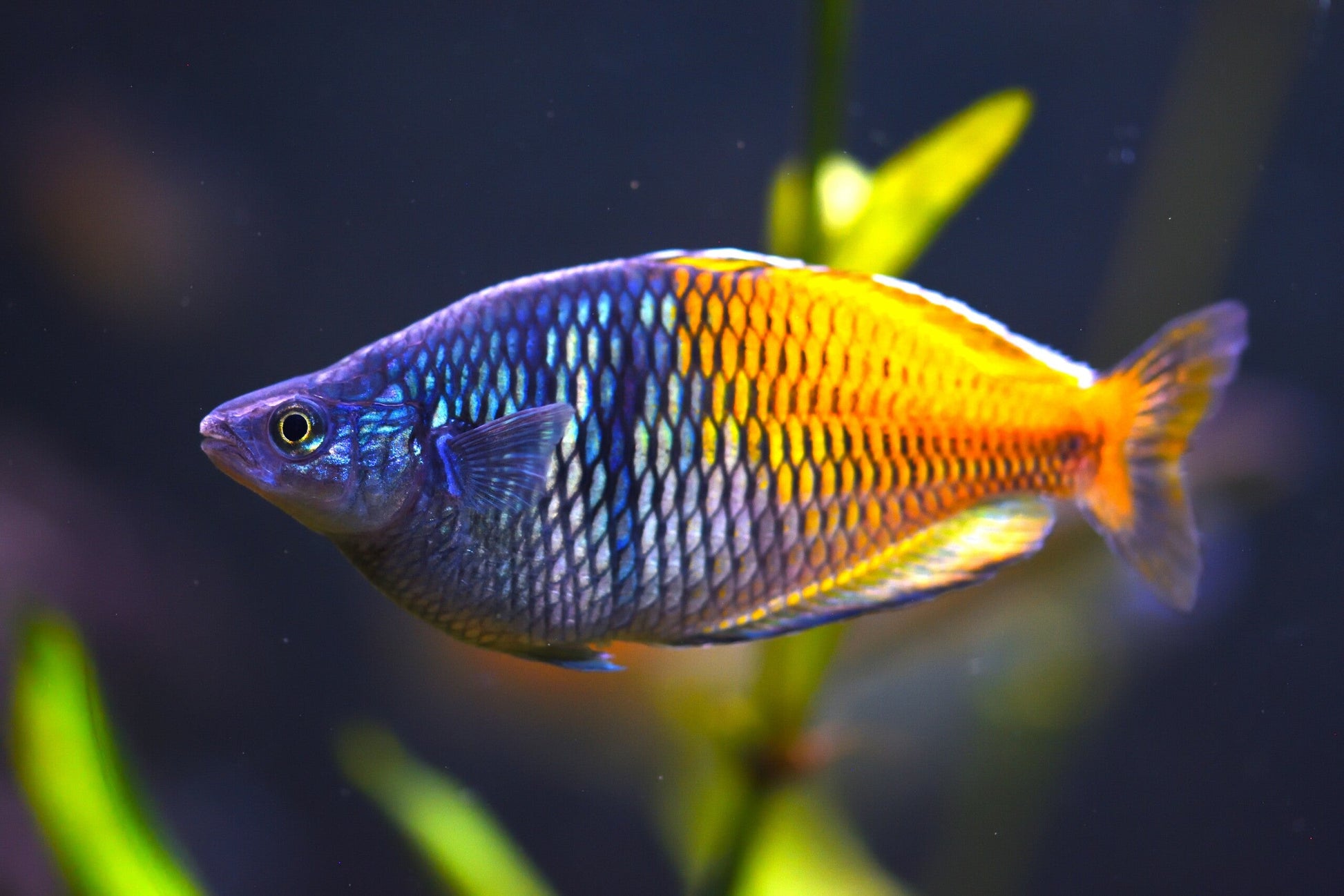 Boesemani rainbowfish RAINBOW Danaqua Live Fish & More