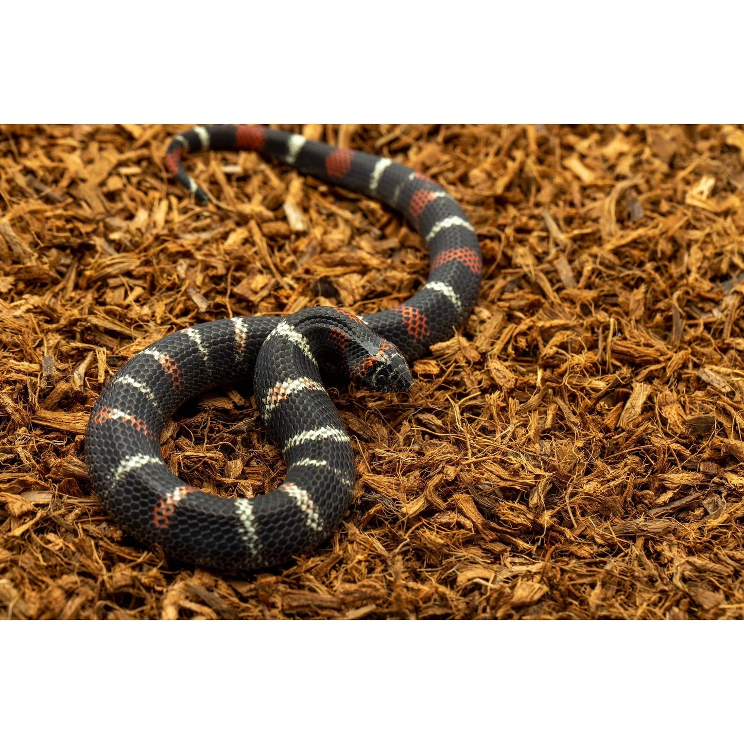 MicroChip Fine Coconut Chip Mix; Ready to Use Substrate ReptiChip LLC