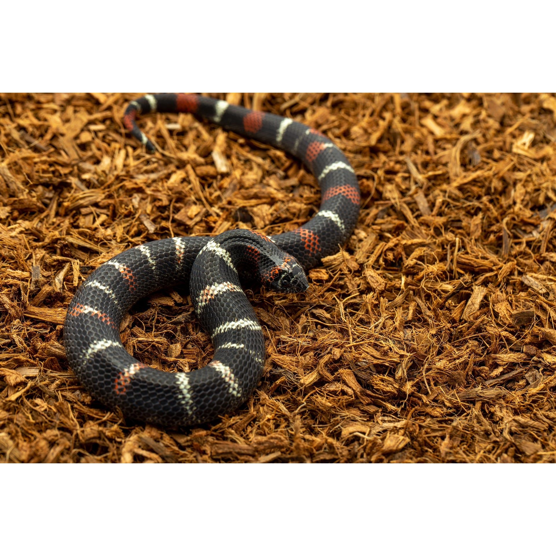 MicroChip Fine Coconut Chip Mix; Ready to Use Substrate ReptiChip LLC