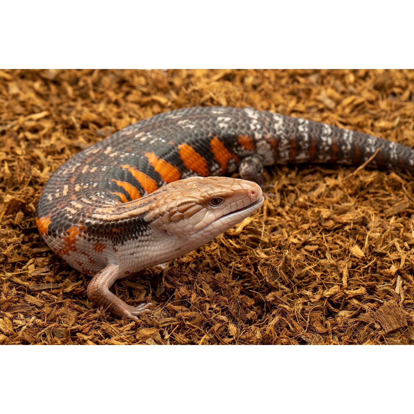 MicroChip Fine Coconut Chip Mix; Ready to Use Substrate ReptiChip LLC