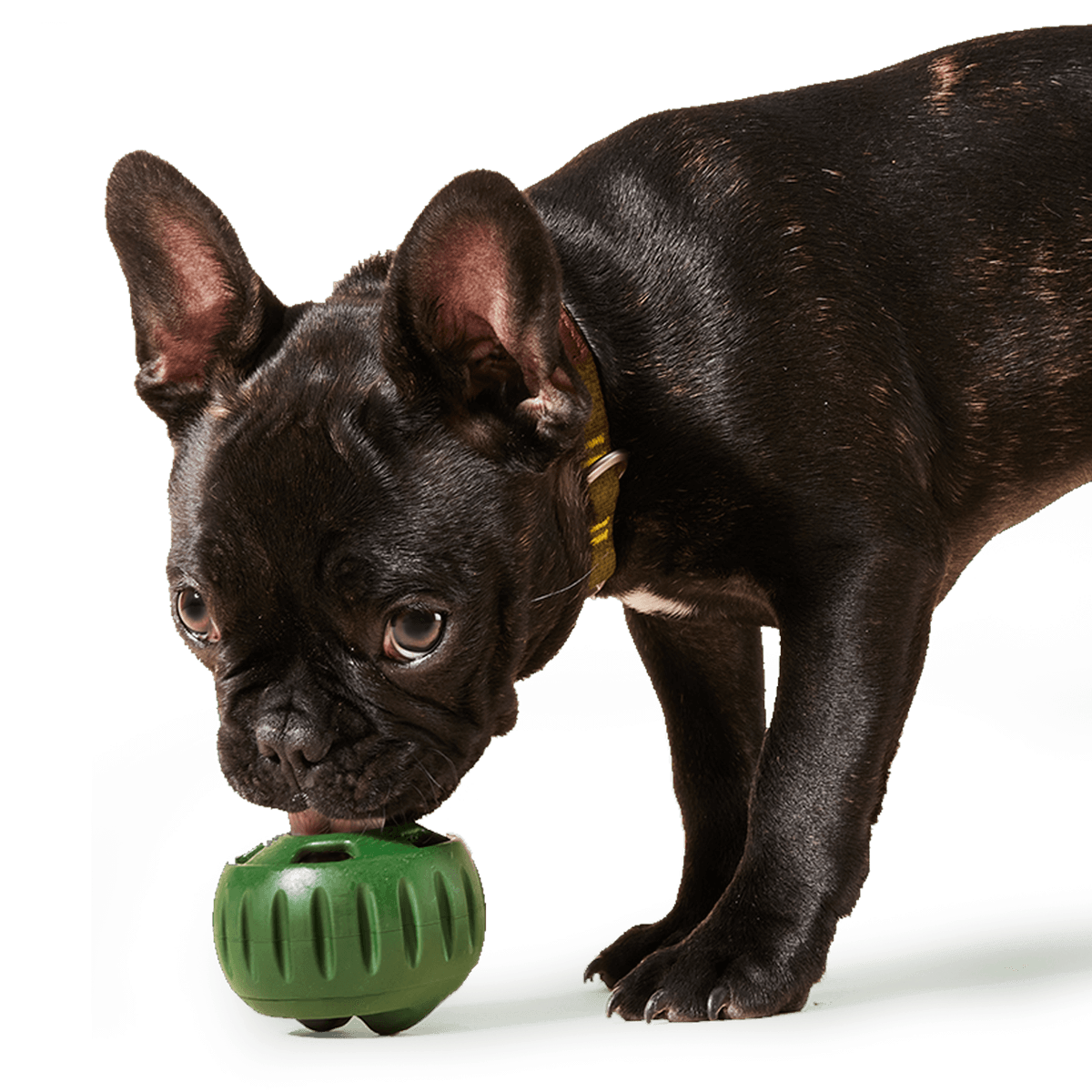 Power Chewer Pupsicle T&T